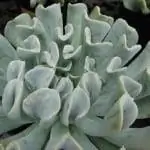 Причудливые листья прекрасной Echeveria runyonii 'Topsy Turvy' Причудливые листья прекрасной Echeveria runyonii 'Topsy Turvy'