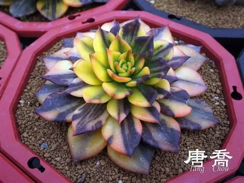 Красивый образец эхеверии сорта Black Prince 'Variegata', который вы можете иметь дома Красивый образец эхеверии сорта Black Prince 'Variegata', который вы можете иметь дома