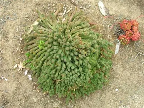 Вид на растение Euphorbia caput-medusae