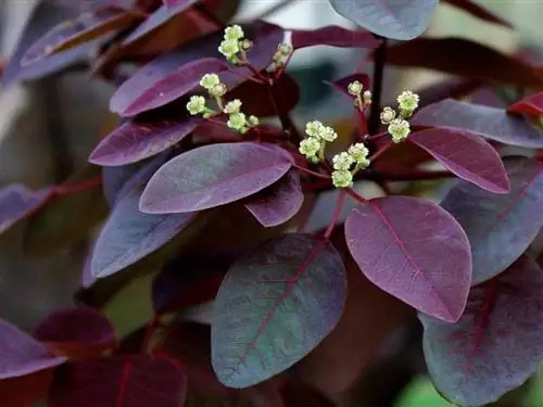 Листья и цветы Euphorbia cotinifolia