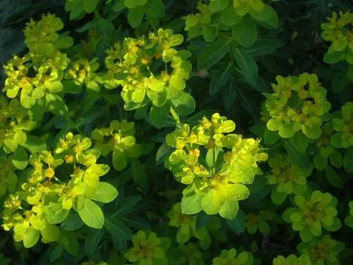 Листья и цветы Euphorbia hierosolymitania