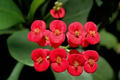 Euphorbia milii, идеальное растение для украшения