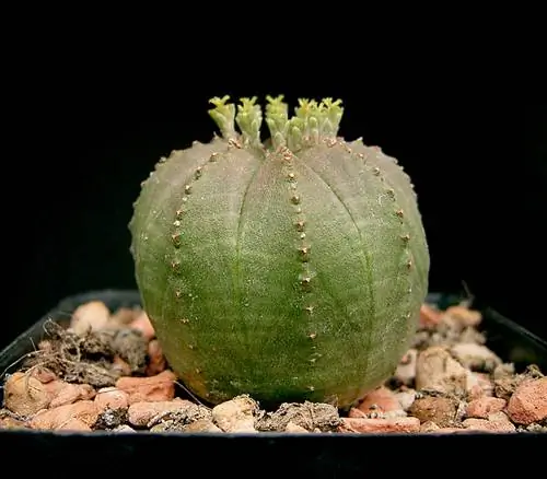 Образец Euphorbia obesa