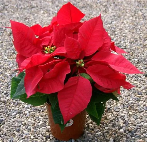 Euphorbia pulcherrima, рождественское растение