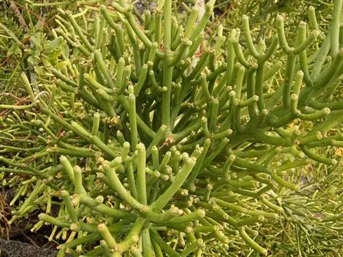 Деталь любопытного растения Euphorbia tirucalli