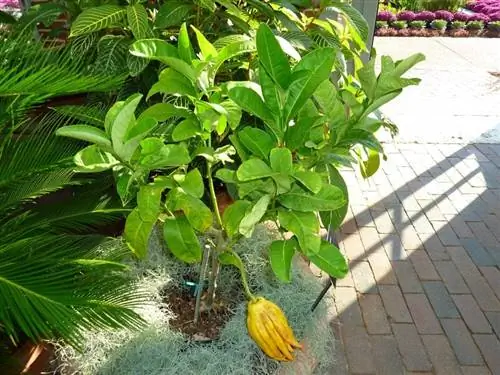 Молодое дерево Citrus medica var. саркодактилис