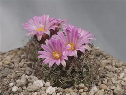Образец Turbinicarpus pseudomacrochele ssp lausseri