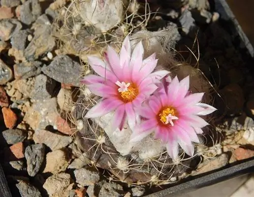 Turbinicarpus laui в цветке