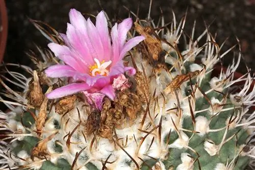 Turbinicarpus, маленькие кактусы, которые очень легко выращивать