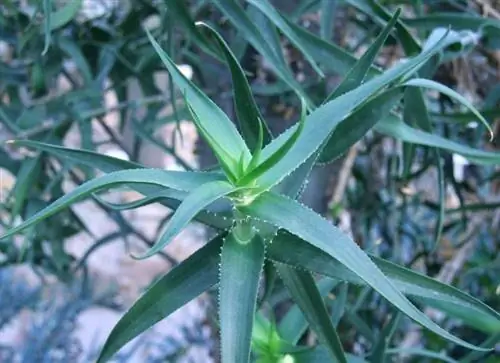 Вид на листья Aloe ciliaris
