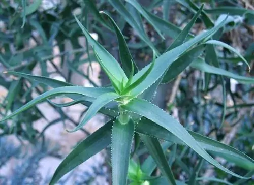Aloe ciliaris, идеальный суккулент для ксерискейпов