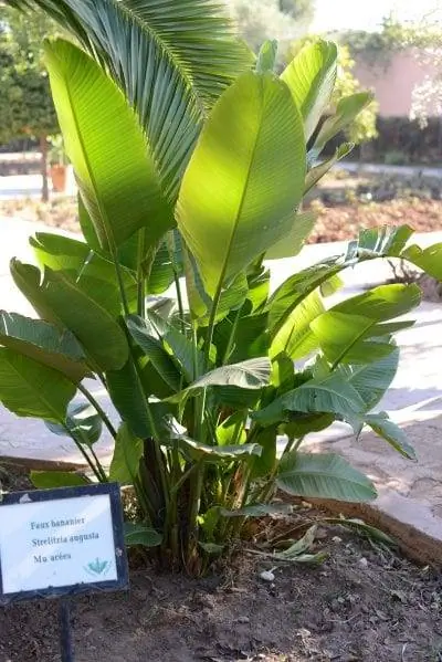 Образец Strelitzia augusta в саду