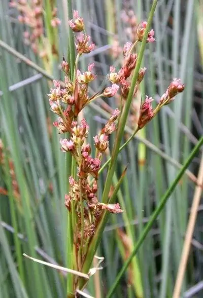 Вид на красивые соцветия Juncus acutus