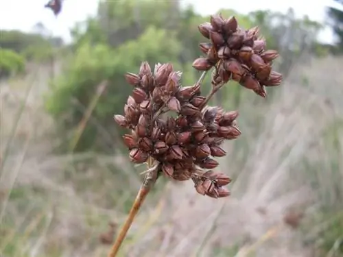 Вы можете легко размножить Juncus acutus семенами.