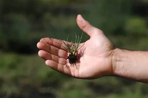 Посадите свой молодой Juncus acutus в горшок или в сад.