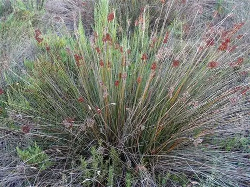 Juncus acutus, растение, которое лучше всего растет на засоленных почвах