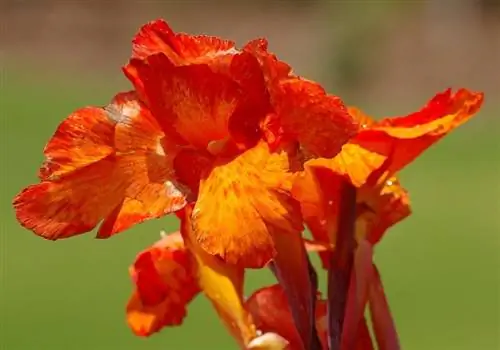 Canna indica, цветок для вашего солевого сада