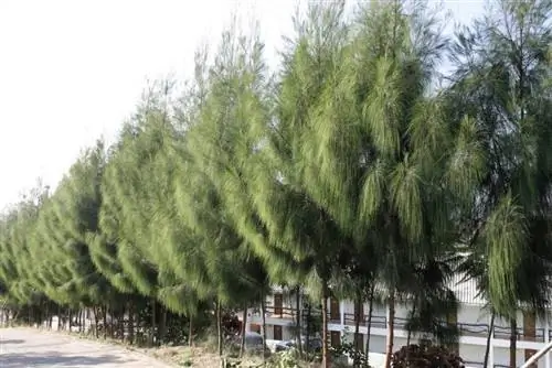 Casuarina oligodon, дерево, устойчивое к засолению