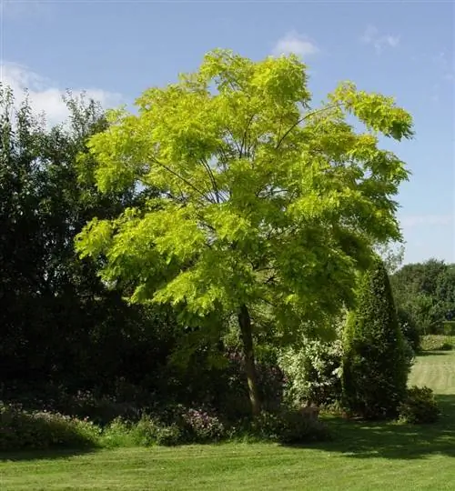 Взрослый экземпляр Robinia pseudoacacia