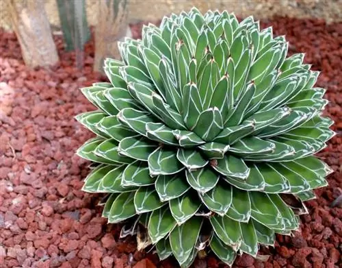 Agave victoriae-reginae, красивый суккулент, устойчивый к засолению.