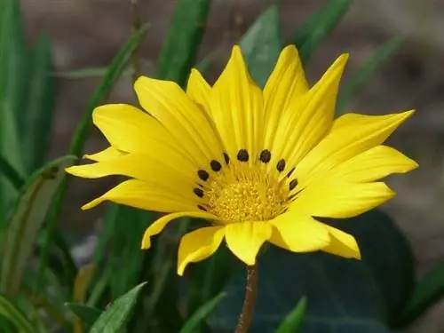 Gazania rigens, цветы, устойчивые к засолению