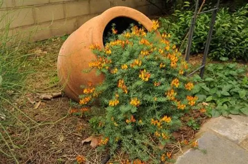 Посадите свой Lotus maculatus в саду