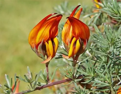 Lotus maculatus, или Голубиный пик, в полном расцвете