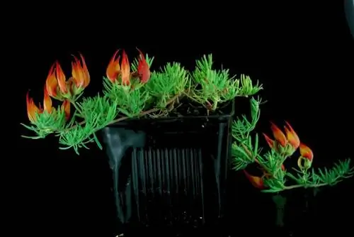 Молодое растение Lotus maculatus в горшке
