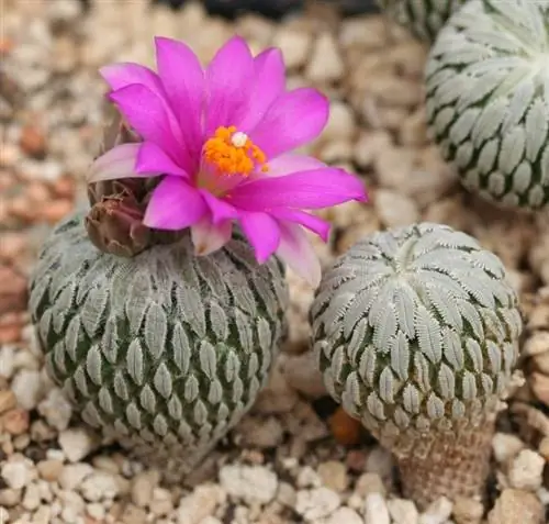 Кактус вида Pelecyphora asseliformis