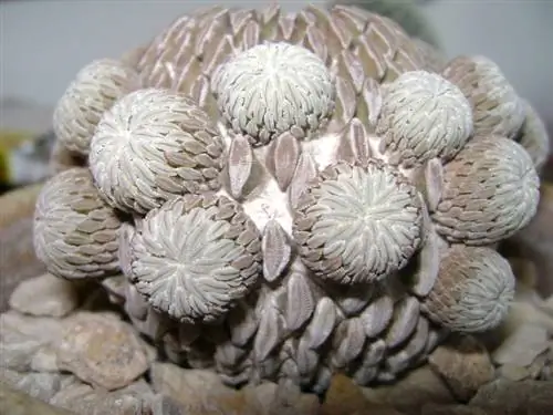 Кактус пелецифора аселлиформис
