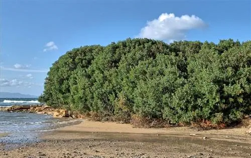 Pistacia lentiscus на пляже