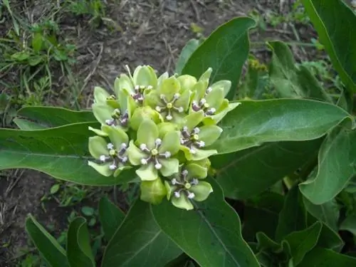 Asclepias viridis цветущее растение Asclepias viridis цветущее растение