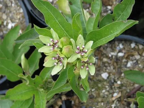 Asclepias viridis цветущее растение Asclepias viridis цветущее растение