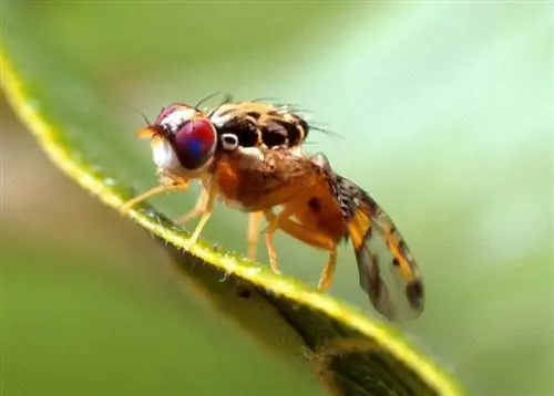 Образец Ceratitis capitata