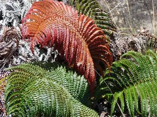Вид на новый лист Sadleria cyatheoides Вид на новый лист Sadleria cyatheoides