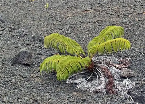 Образец Sadleria cyatheoides в среде обитания Образец Sadleria cyatheoides в среде обитания