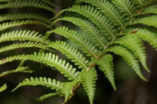Листья папоротника Sadleria cyatheoides Листья папоротника Sadleria cyatheoides