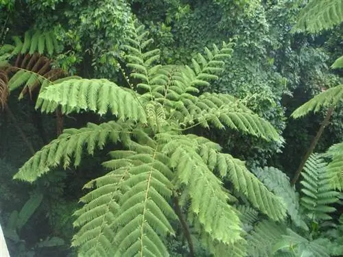Вид на листья Cyathea arborea