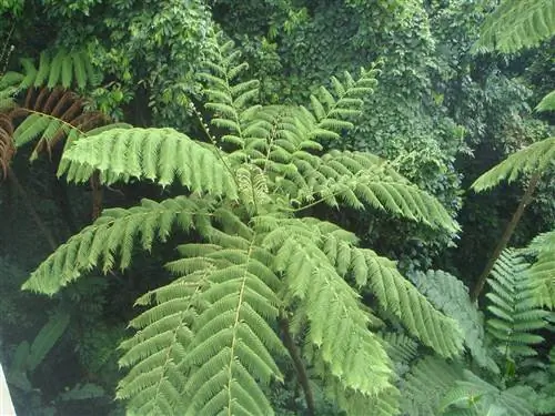 Cyathea arborea, гигантский папоротник, высота которого может достигать 9 метров