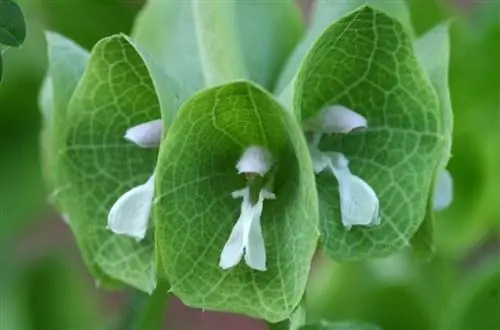 Соцветие Molucella laevis