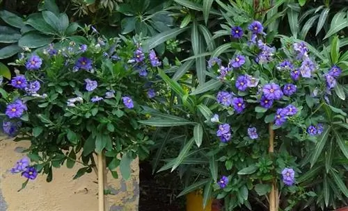 Solanum rantonnetii Solanum rantonnetii
