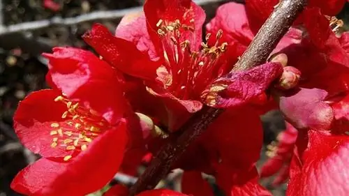 Характеристики японской айвы