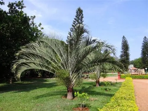 Dypsis decaryi в саду