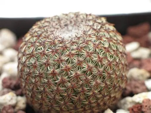 Образец Mammillaria Crusgera Образец Mammillaria Crusgera