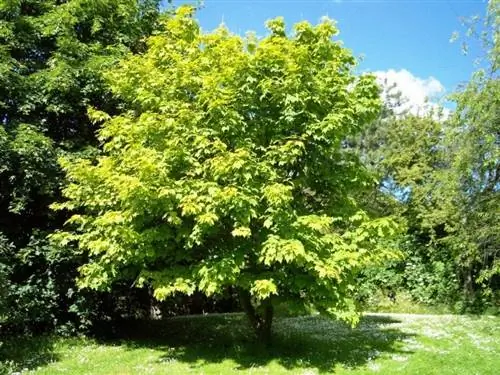Acer pensylvanicum дерево