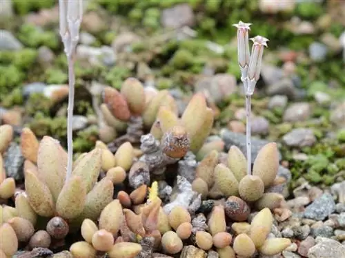 Образец Adromischus marianae