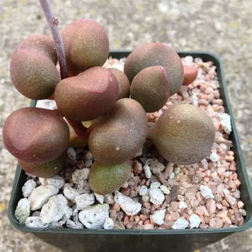 Adromischus marianae, маленькое, но красивое суккулентное растение