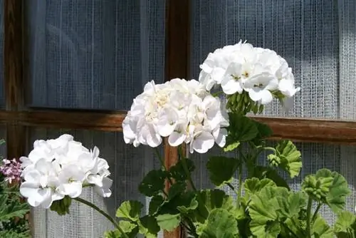 Герани (герань)