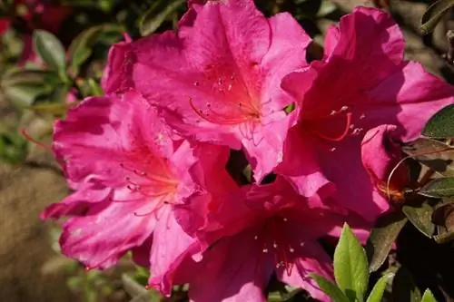 азалия в саду