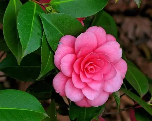 Камелии (Camellia japonica)